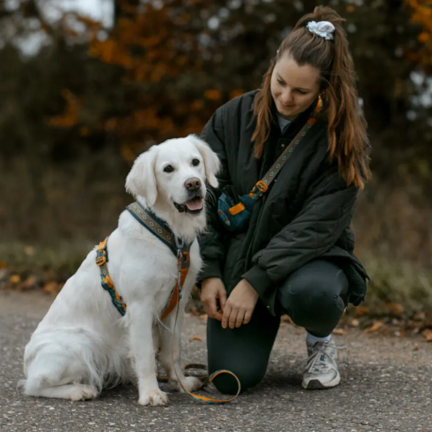 Non-stop Dogwear Arnés Turquesa y Roble para perros