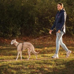 Non-stop Dogwear Arnés Turquesa y Roble para perros