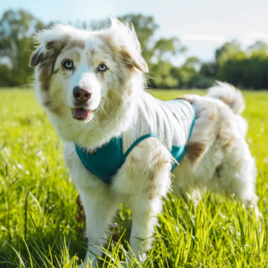 Non-stop Dogwear Chaleco Refrescante Pull-On Gris para perros