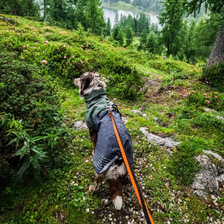 Non-stop dogwear Fjord Chubasquero Impermeable Negro y Verde para perros