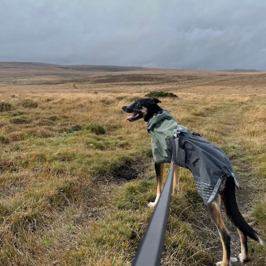 Non-stop dogwear Fjord Chubasquero Impermeable Negro y Verde para perros