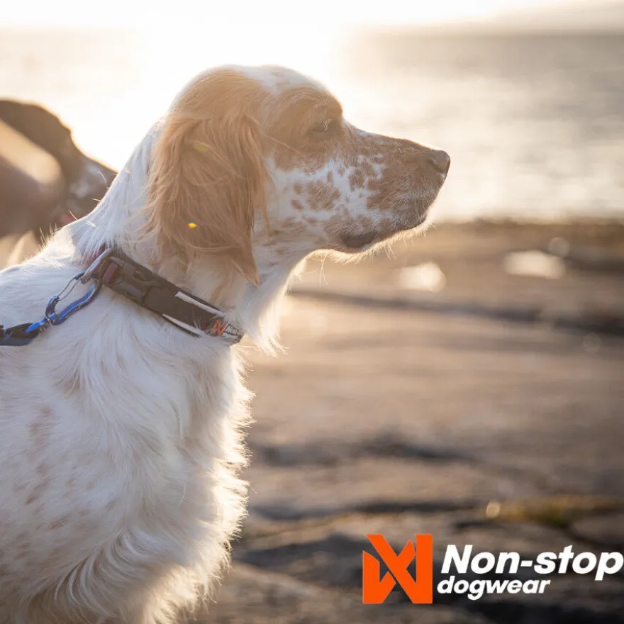 Non-stop dogwear Roam Collar Púrpura para perros