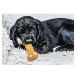 Nylabone Chew Pollo Hueso Mordedor para cachorros
