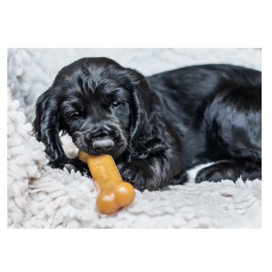 Nylabone Chew Pollo Hueso Mordedor para cachorros