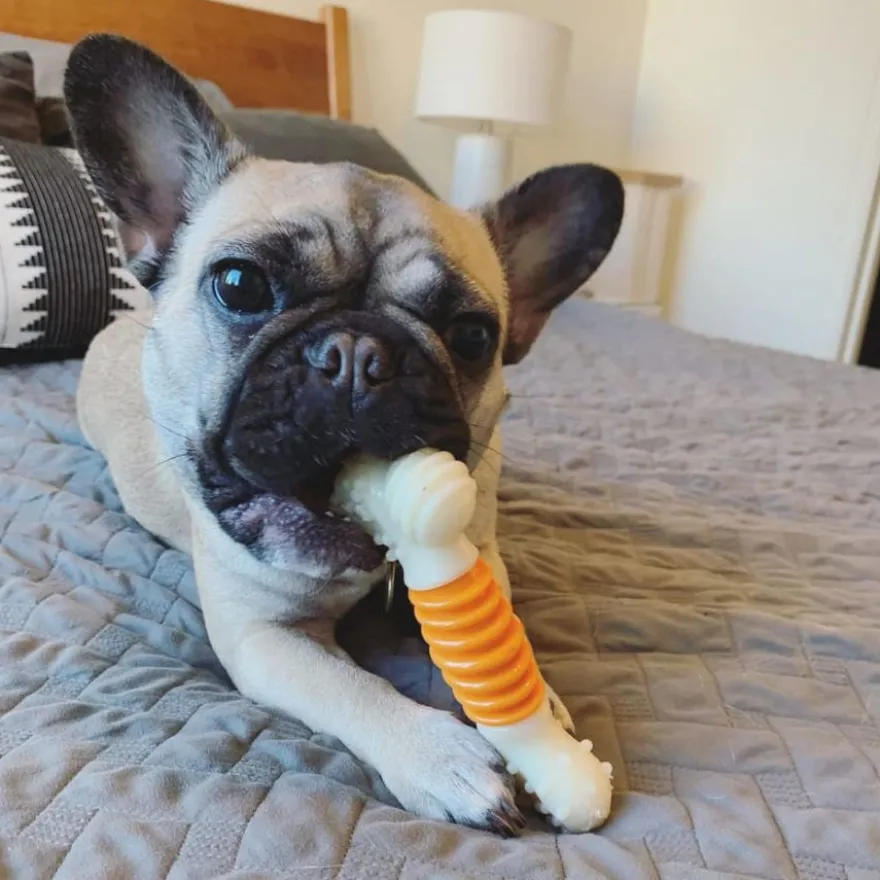 Nylabone Hueso Mordedor Dental Sabor a Bacon para perros
