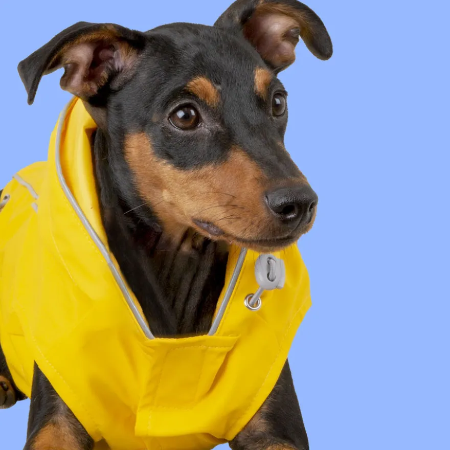 Outech Fisher Impermeable amarillo para perros