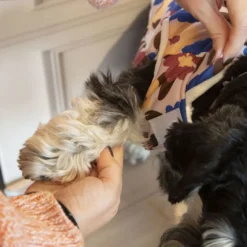 Outech Spring Abrigo para perros