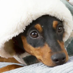 Outech Trenca Azul para perros
