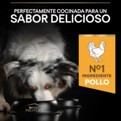 Pro Plan Adult Medium y Large Pollo pienso para perros Sénior +7