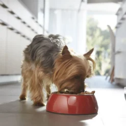 Purina One Senior 8+ Mini pienso para perros
