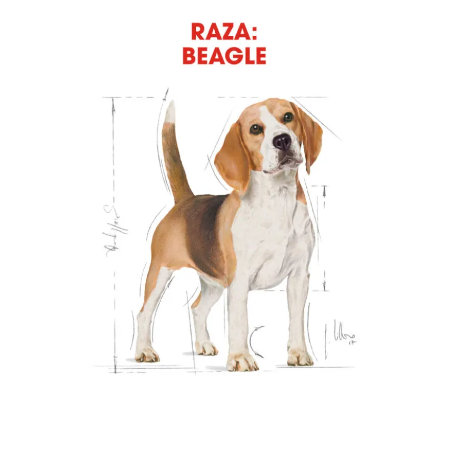Royal Canin Adult Beagle pienso para perros