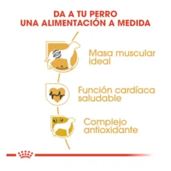 Royal Canin Adult Boxer pienso para perros