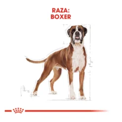 Royal Canin Adult Boxer pienso para perros