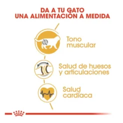 Royal Canin Adult British Shorthair pienso para gatos