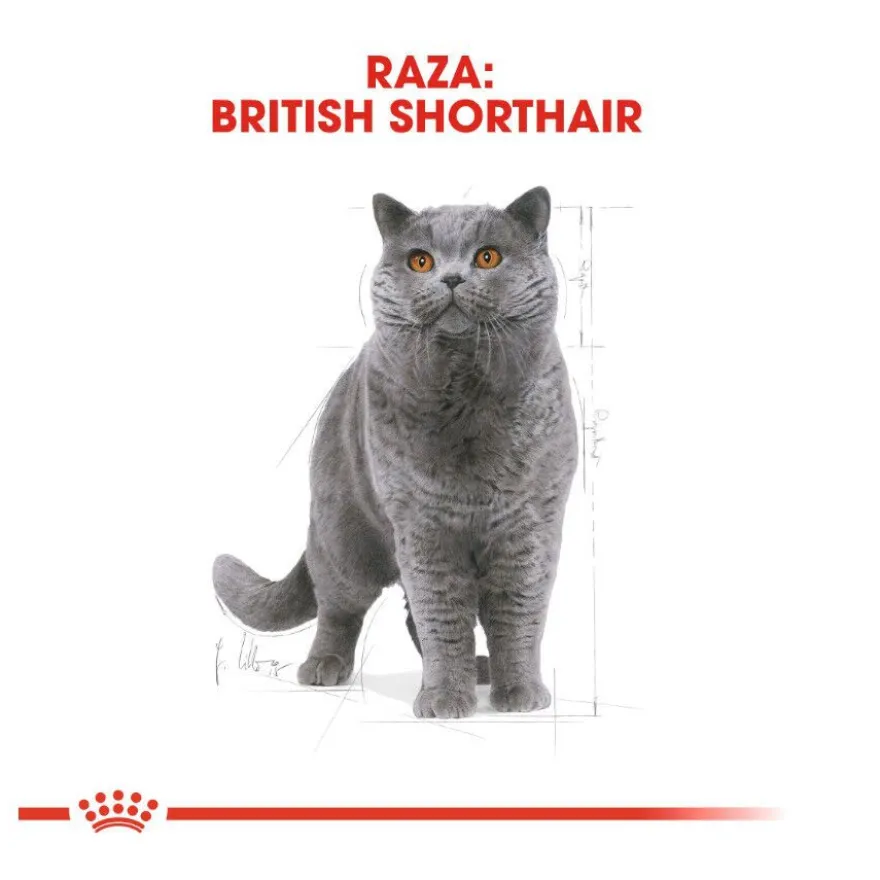 Royal Canin Adult British Shorthair pienso para gatos