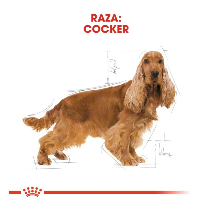 Royal Canin Adult Cocker pienso para perros