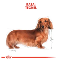 Royal Canin Adult Dachshund pienso para perros