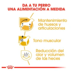 Royal Canin Adult Dachshund pienso para perros