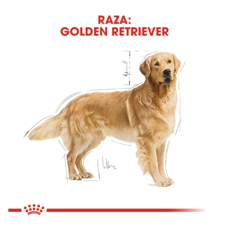 Royal Canin Adult Golden Retriever pienso para perros