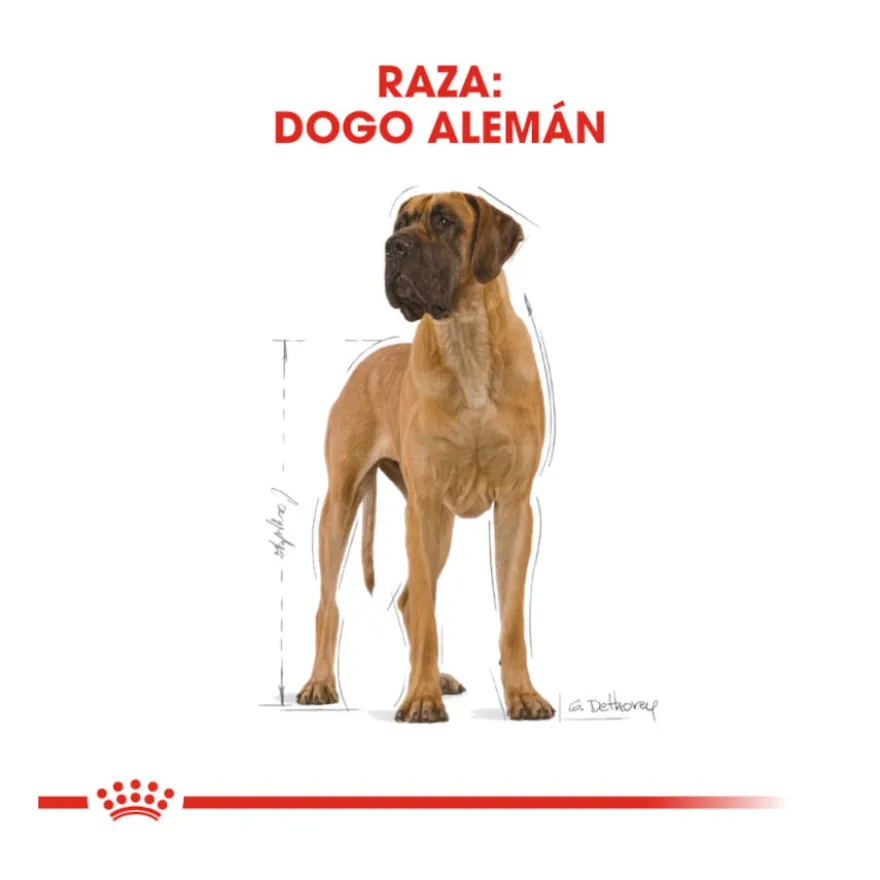 Royal Canin Adult Great Dane pienso para perros