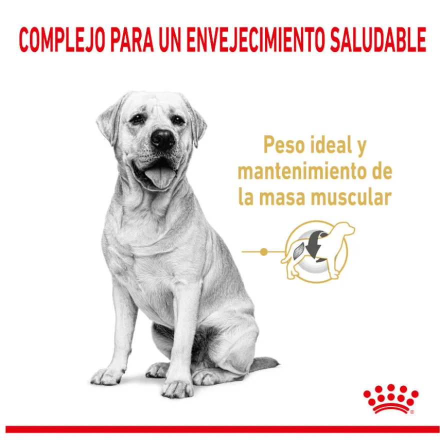Royal Canin Adult 5+ Labrador pienso para perros