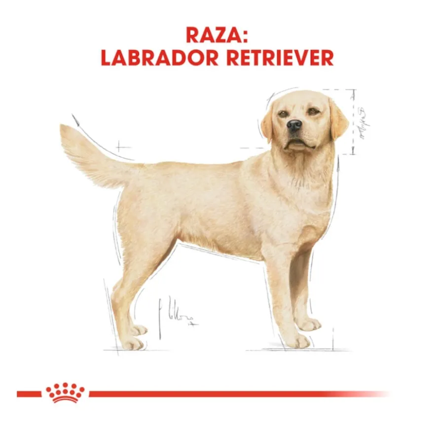 Royal Canin Adult Labrador Retriever pienso para perros