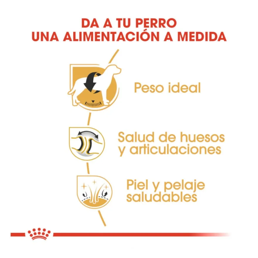 Royal Canin Adult Labrador Retriever pienso para perros