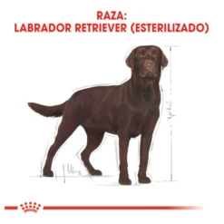 Royal Canin Adult Labrador Sterilised pienso para perros