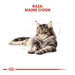 Royal Canin Adult Maine Coon pienso para gatos
