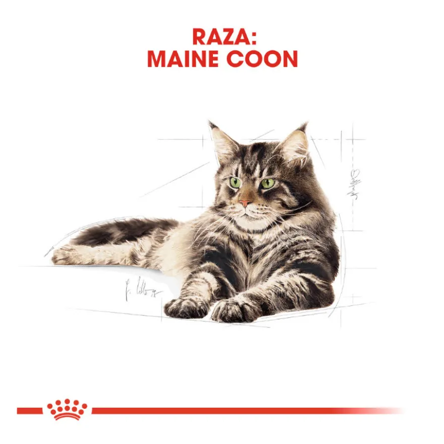 Royal Canin Adult Maine Coon pienso para gatos