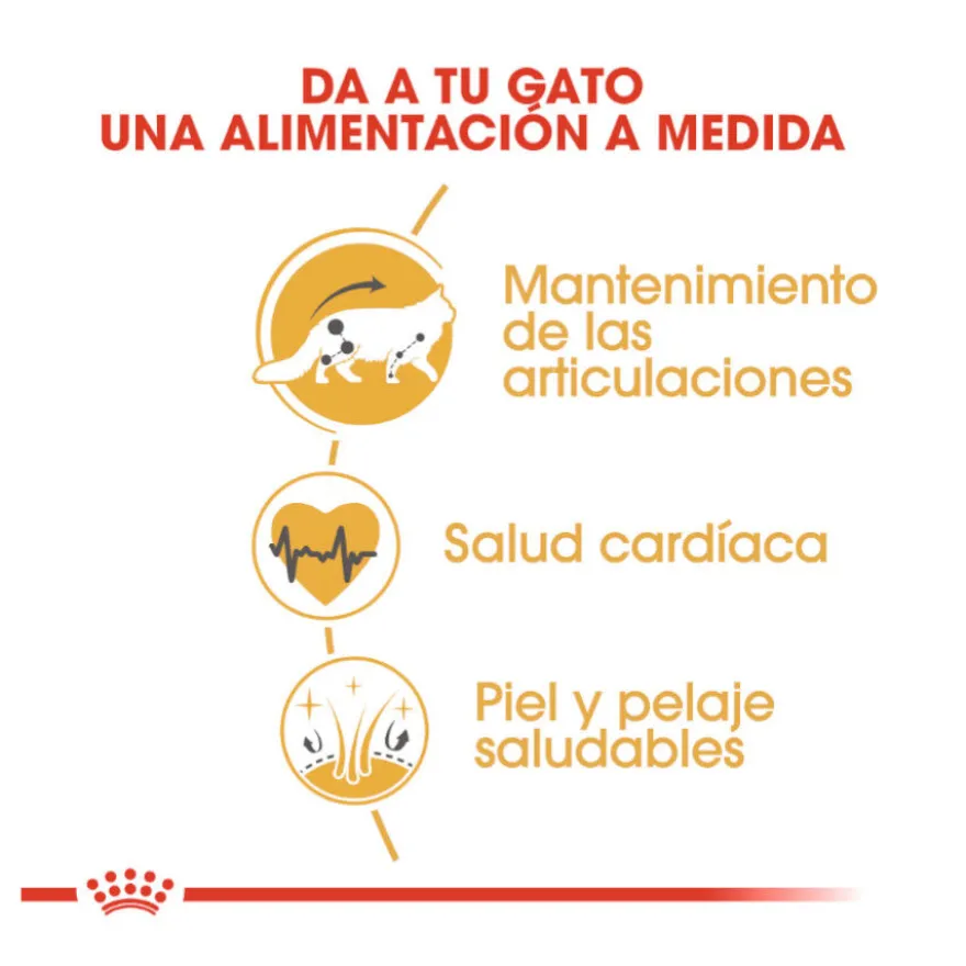 Royal Canin Adult Maine Coon pienso para gatos