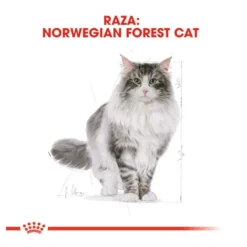 Royal Canin Adult Norwegian Forest pienso para gatos