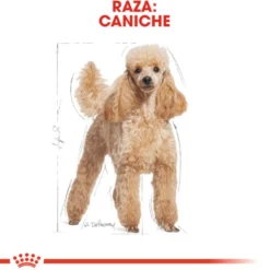 Royal Canin Adult Poodle Paté sobre para perros