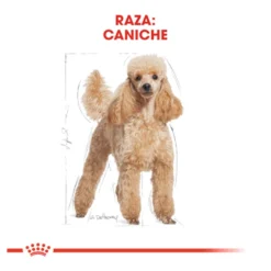 Royal Canin Adult Poodle pienso para perros