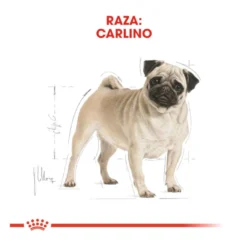 Royal Canin Adult Pug pienso para perros