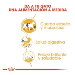 Royal Canin Adult Siamese pienso para gatos