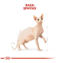 Royal Canin Adult Sphynx pienso para gatos