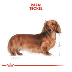 Royal Canin Adult Teckel paté en sobre para perros