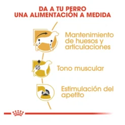 Royal Canin Adult Teckel paté en sobre para perros