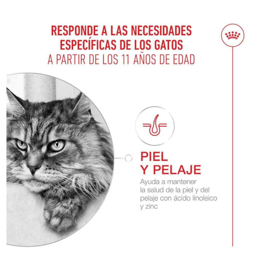 Royal Canin Ageing 11+ pienso para gatos senior