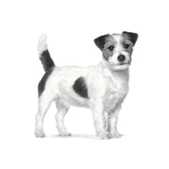 Royal Canin Anallergenic Small pienso para perros