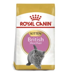 Royal Canin British Shorthair Kitten pienso para gatos