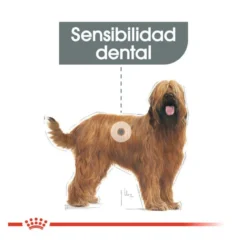 Royal Canin Dental Care Maxi pienso para perros
