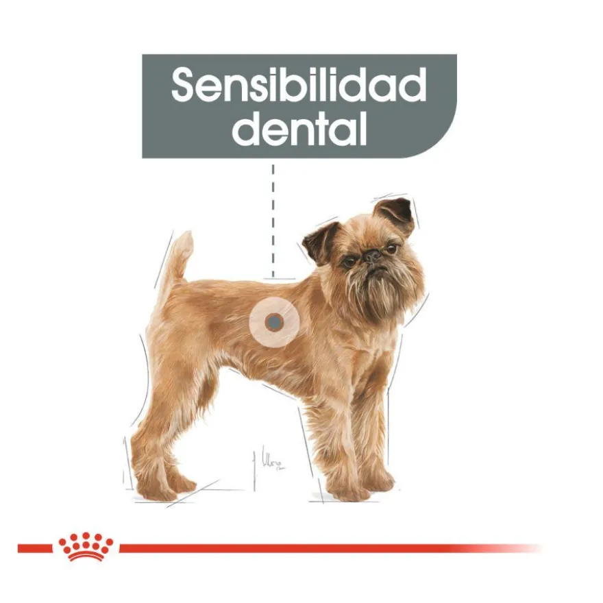 Royal Canin Dental Care Mini pienso para perros
