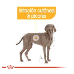 Royal Canin Dermacomfort Maxi pienso para perros