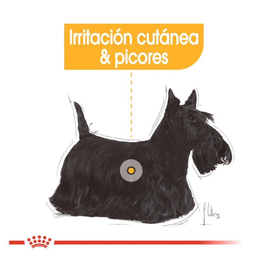 Royal Canin Dermacomfort Mini pienso para perros