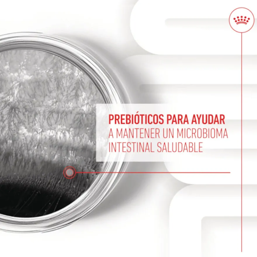 Royal Canin Digestion Chews Suplemento Nutricional para perros con sensibilidad