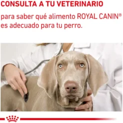 Royal Canin Expert Adult Láminas en Salsa sobre para perros