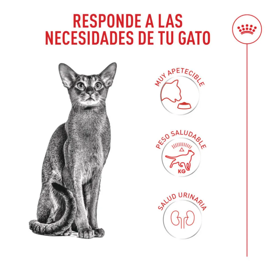 Royal Canin Fussy Exigent Pienso para gatos