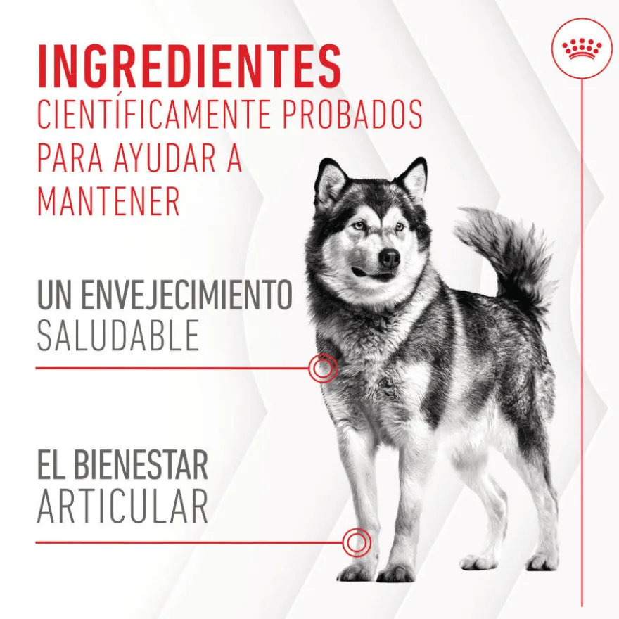 Royal Canin Joint & Ageing Chews Suplemento Nutricional para perros senior